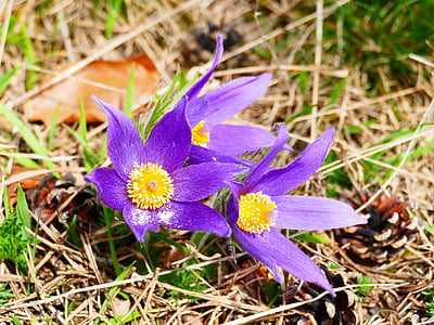 flor de Pascua, flor, púrpura, pasqueflower, planta, naturaleza, primavera