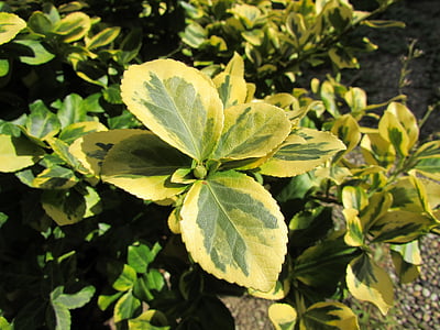 Schefflera, hojas, verde, planta