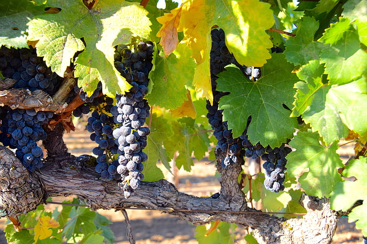 druer, vingården, Vines