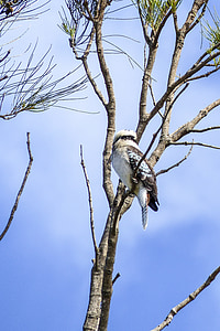 Laughing kookaburra, Dacelo novaeguineae, Alcedinidae, oiseau, Australie, animal, Direction générale de la