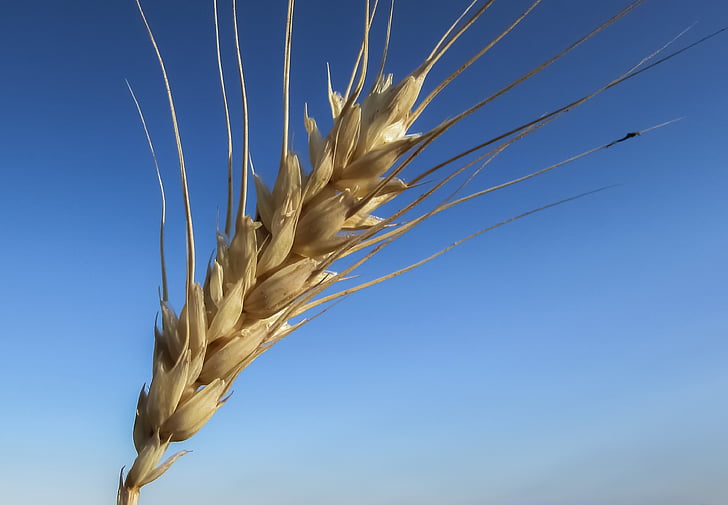 pšenice, uho, zlati, rumena, kmetijstvo, žitno polje, hrane
