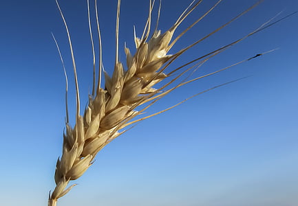 trigo, oído, oro, amarillo, agricultura, campo de trigo, alimentos