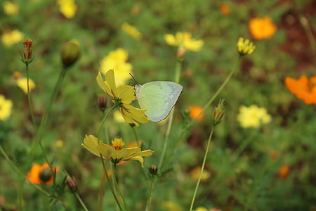 蝶, 白い蝶, 菊, 翼, 自然, 花, 花