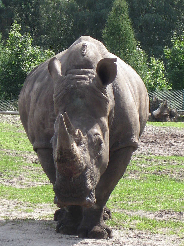 Rhino, djur, Zoo