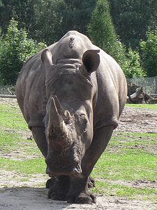 Rhino, zwierząt, ogród zoologiczny
