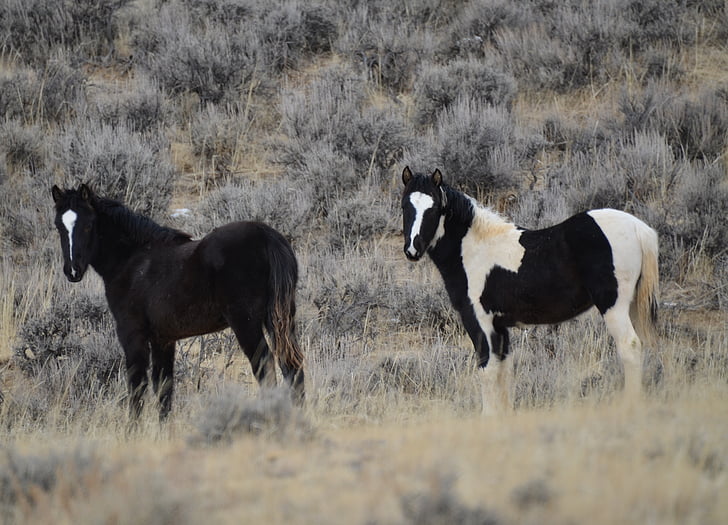 paarden, Mustangs, Wyoming, natuur, paarden, Wild, Jaarse