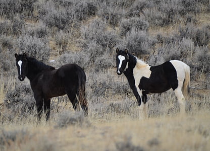 caballos, Mustangs, Wyoming, naturaleza, equinos, salvaje, Potros de