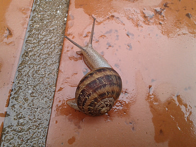 snail, shell, garden, macro, gastropod, plant, slimy