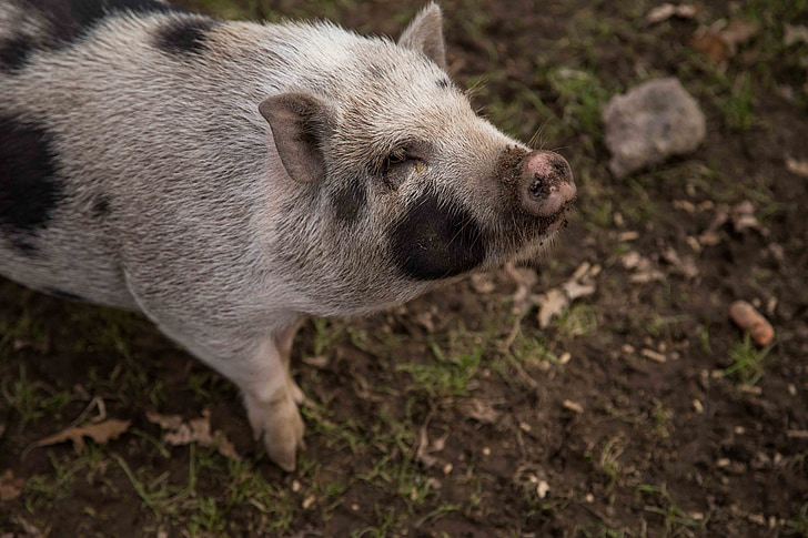 cerdo, animal, Wisconsin