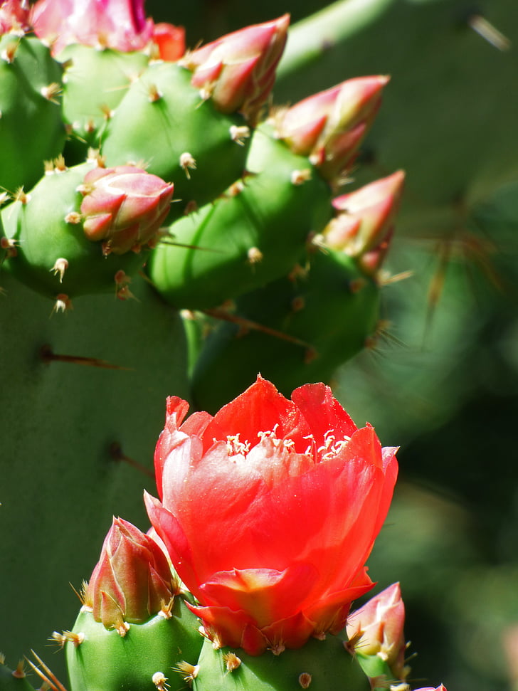 cactis, lopat, kaktus, květ na cactus, květ chumbera