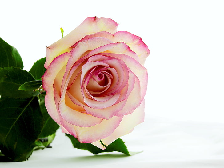 color de rosa, flor, flor, floración, naturaleza, hermosa, flor color de rosa-