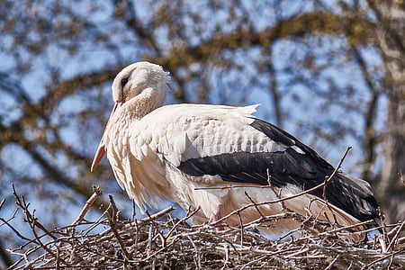 stork, white, nest, scrim, monogamous, children, white stork