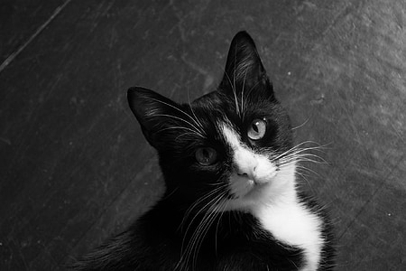 katt, djur, vit svart, Feline