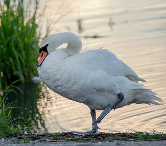 Swan, vit, morgon, vatten, djur, fågel, sommar