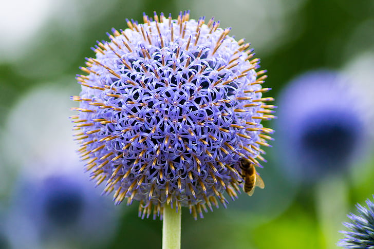 シスル, 花, 蜂, 自然, 紫, 自然の美しさ, 脆弱性