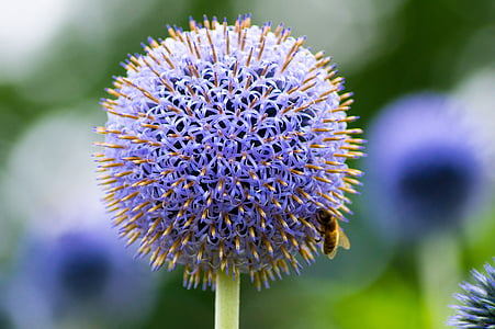 плямиста, квітка, Бджола, Природа, фіолетовий, красу в природі, крихкість
