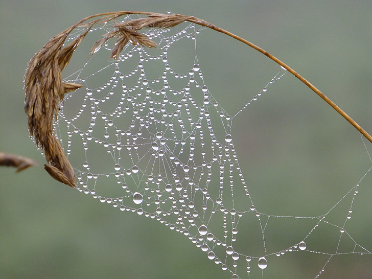 brittany, landscape, cobweb, dewdrop, autumn mood, spin, network