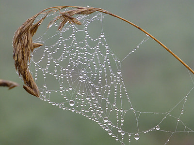 brittany, landscape, cobweb, dewdrop, autumn mood, spin, network