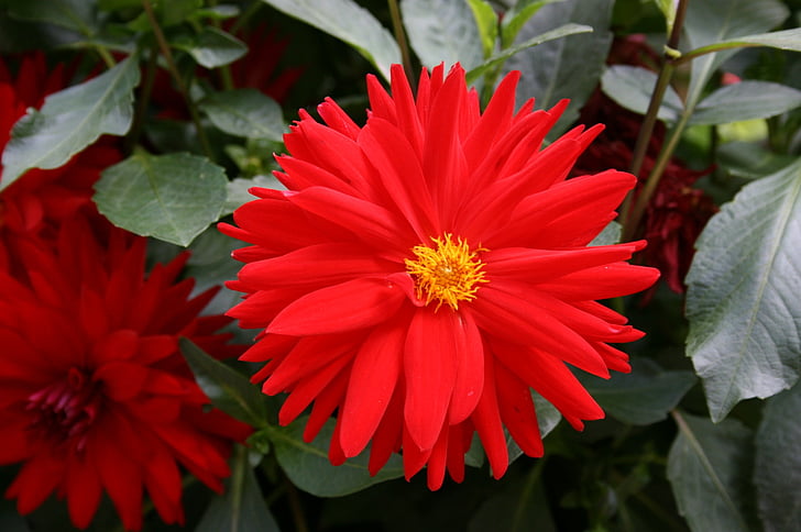 червен Дейзи, червено цвете, цвете на полето, природата, цвете, растителна, червен