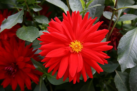 röd daisy, röd blomma, blomma i fältet, naturen, blomma, Anläggningen, röd