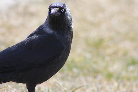 Crow, fugl, Rook fugl, Raven, synet