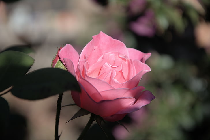 es, Pink rose, wangi, pedal, alam, tanaman, bunga