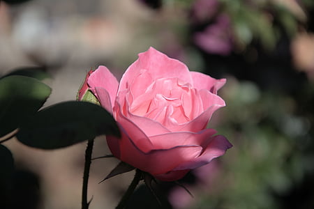 Айсберг, Розовая роза, ароматные, педали, Природа, завод, цветок