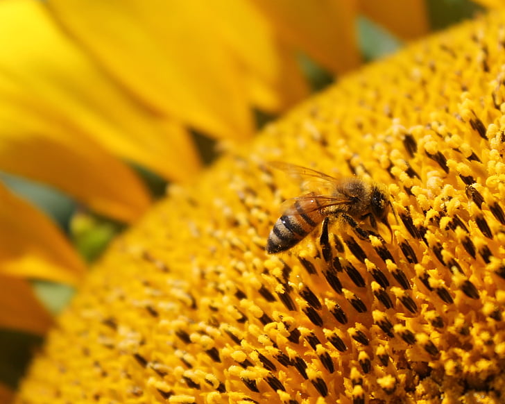 sunflower, flower, honeybee, bee, beekeeping, yellow, pollen