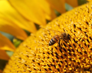 bunga matahari, bunga, lebah madu, lebah, perlebahan, kuning, serbuk sari