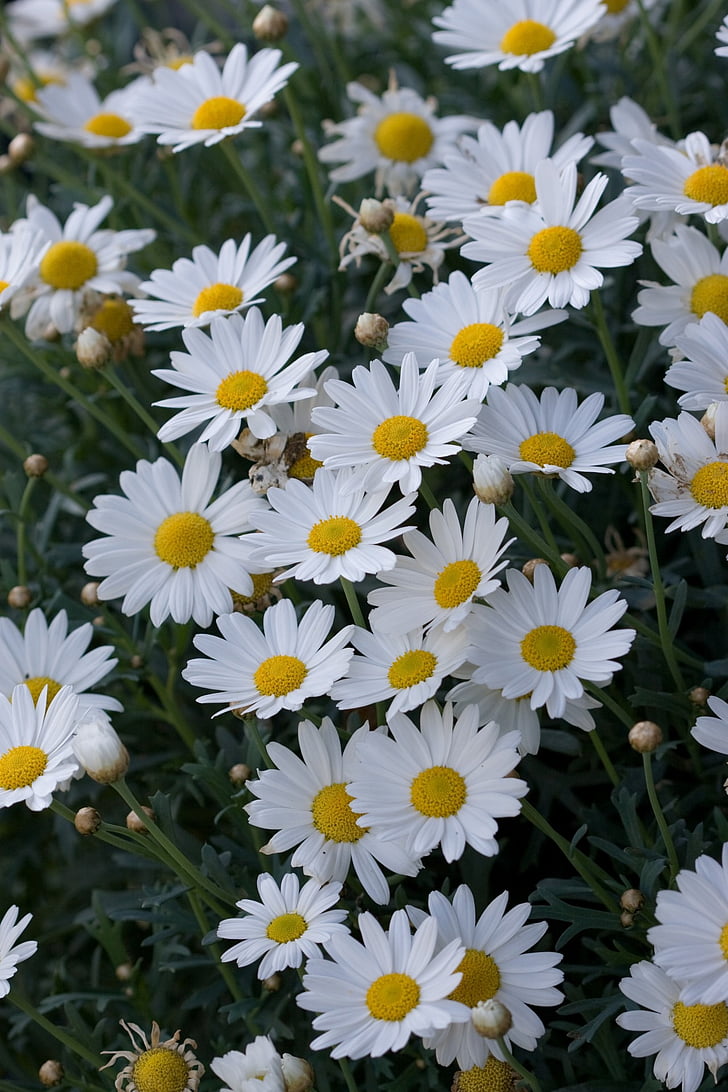 квіти, квітка, Дейзі, ромашки, білий, Красивий, Природа