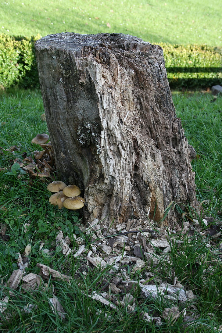 log, mushroom, nature, tree, mushrooms on tree, tree stump, grass