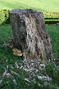 log, mushroom, nature, tree, mushrooms on tree, tree stump, grass