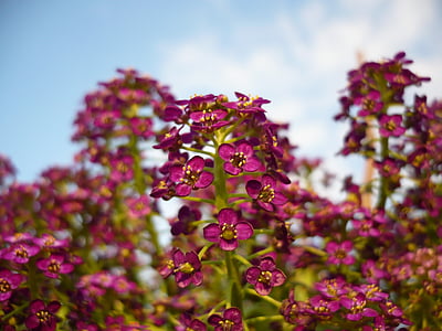 flor, púrpura, macro, naturaleza, hermosa, Foto de flor, verde