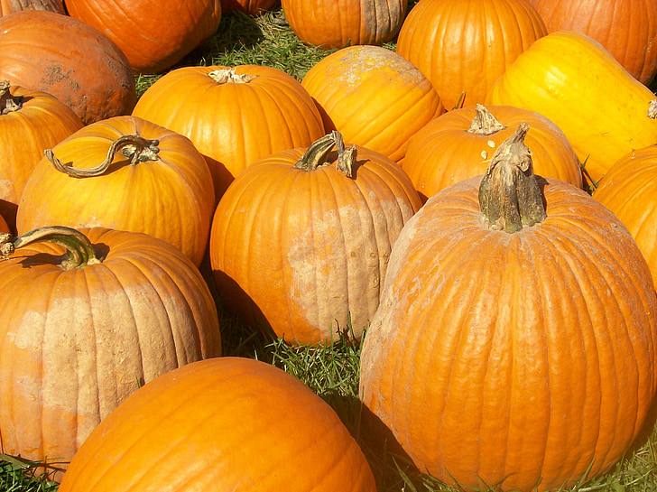 Тыква, Осень, урожай, День благодарения, Хэллоуин