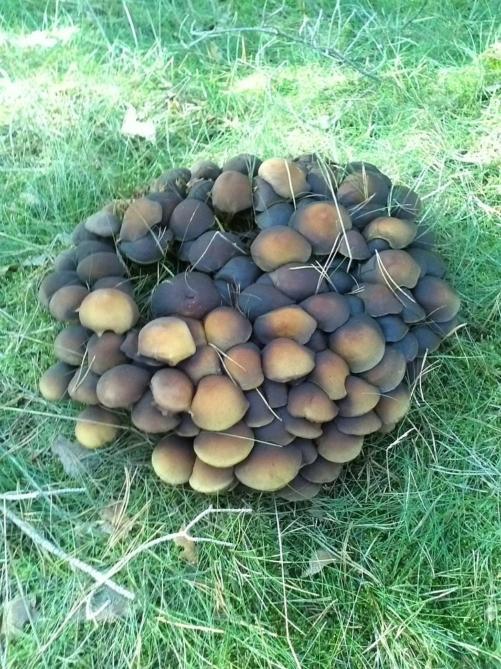 mushroom, mushrooms, forest