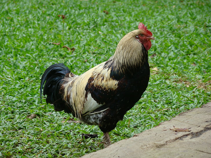 polla, ocell, animal, granja, gall, l'agricultura, pollastre - aus