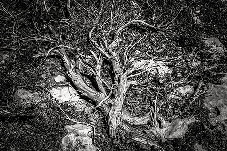 raízes, natureza, planta, terreno, preto e branco, árvore, dia