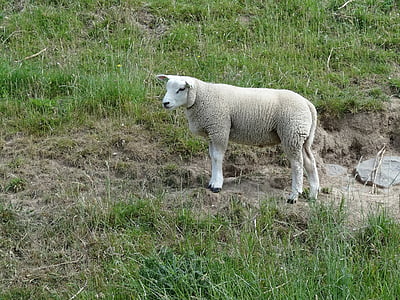 thịt cừu, con cừu, Thiên nhiên, cảnh quan, động vật, vùng nông thôn, Meadow