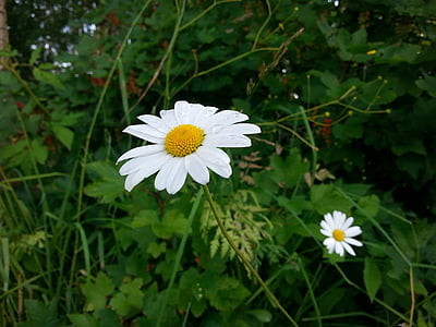 flower, daisy, summer, meadow plant, nature, plant, white blossom
