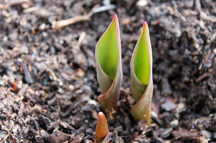 Tulipa, bombeta, emergir, Punta, translúcid, primavera, flor