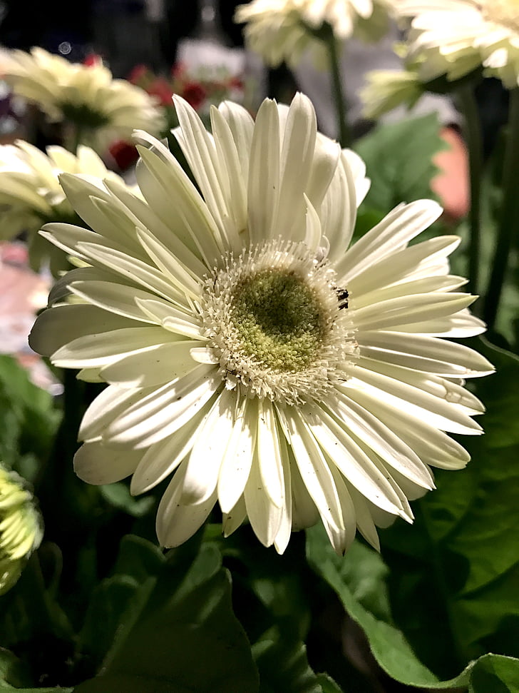 blomma, Gerbera daisy, Gerbera, Daisy, Bloom, Anläggningen, kronblad