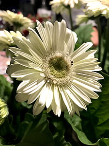 blomst, Gerbera daisy, Gerbera, Daisy, Bloom, plante, PETAL