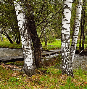 birch, trees, river, bridge, forest, park, branch
