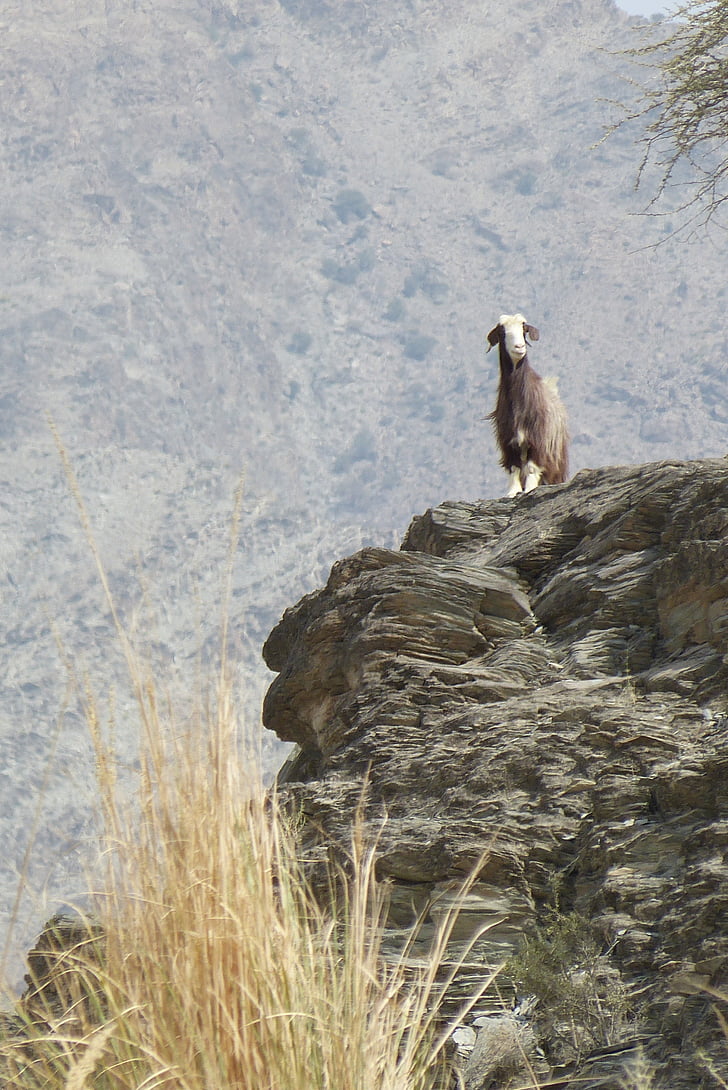 Oman, Wadi, capră, natura, animale, faunei sălbatice