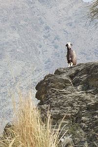 Omán, Wadi, cabra, naturaleza, animal, flora y fauna