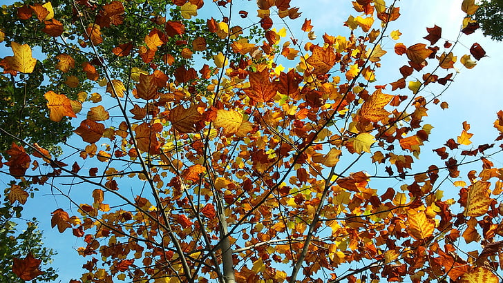 Bladeren, herfst, geel, bruin, takken, Bladeren in de herfst, blad
