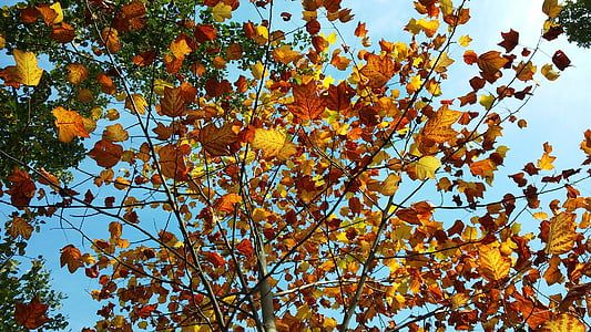 pozostawia, jesień, żółty, brązowy, oddziały, liści jesienią, liść