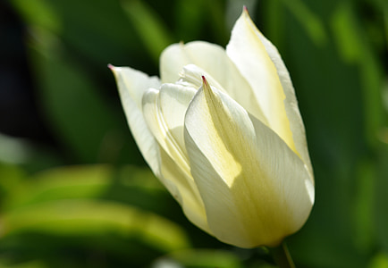 Tulipan, cvet, cvet, cvet, svetlo rumena, vrt, pomlad