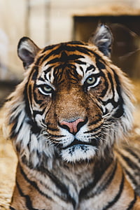 Tiger, prosto živeče živali, živali, sesalec, ena žival, živali prosto živeče živali, črtasto