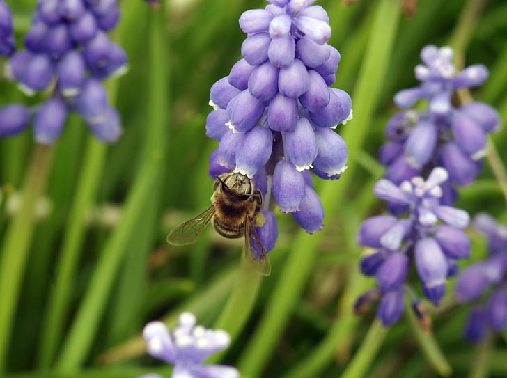 Bee, pollinera, pollen, honung, blommande, insekt, nektar